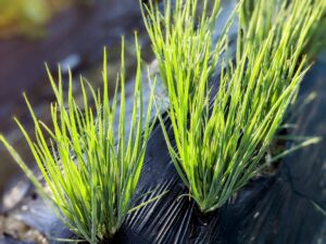 広島県の岩城島などでは、わけぎが有名です。貸切バスで立ち寄る道の駅でも買うことができます。