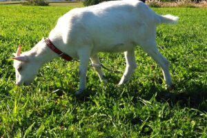 広島県の万田発酵HAKKOパークは、貸切バスを使った団体旅行やバスツアーでも人気です。