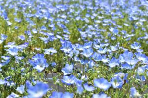 広島県の世羅町は、世羅高原が有名。花を楽しみたい貸切バス利用の団体旅行にぴったりです。