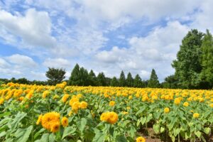 広島県の世羅町は、世羅高原が有名。花を楽しみたい貸切バス利用の団体旅行にぴったりです。