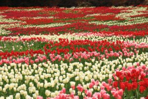 広島の世羅高原農場は貸切バスで行くのが便利。花が好きな女性グループや団体旅行におすすめです。