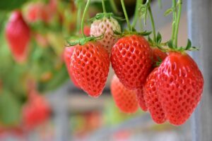 広島県江田島市といえば、いちご狩り。広島市内から日帰りでいちご狩りに来る方も多いです。貸切バスでの団体旅行でも人気です。