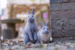 広島県竹原市にある忠海港からフェリーで渡った先の大久野島にはウサギがたくさん生息しています。貸切バスでは港まで行くことができます。